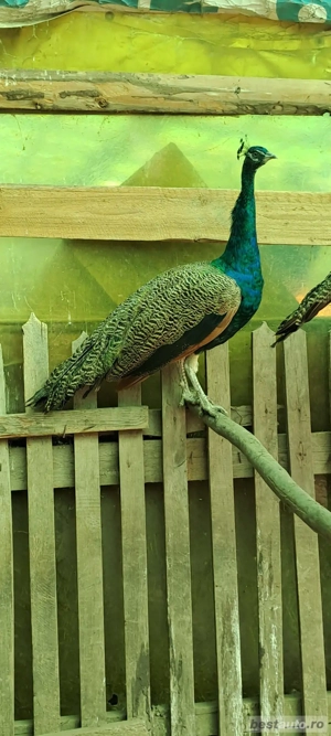 Masculi păuni - imagine 3