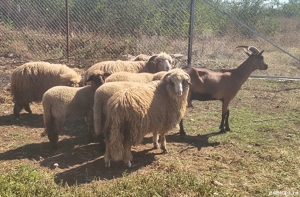 berbecut si mielute disponibile  - imagine 2