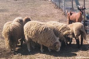 berbecut si mielute disponibile  - imagine 3