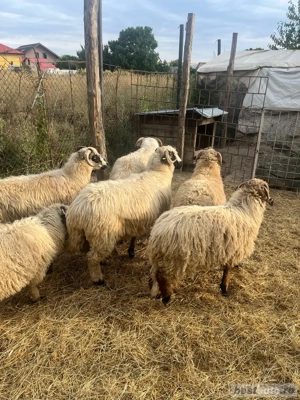 vand 2 oi turcane si doua miele  - imagine 2 vand 2 oi turcane si doua miele  - imagine 2