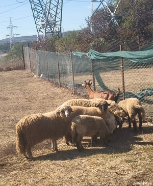 berbecut si mielute disponibile  - imagine 4