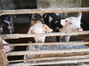 Vând purcei - imagine 3 Vând purcei - imagine 3