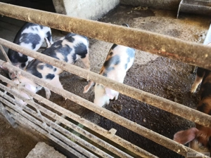 Vând purcei - imagine 2 Vând purcei - imagine 2