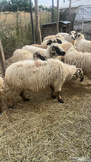 vand 2 oi turcane si doua miele  - imagine 3 vand 2 oi turcane si doua miele  - imagine 3