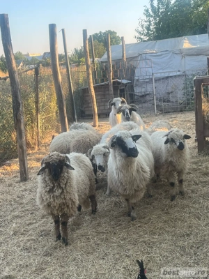 vand 2 oi turcane si doua miele 