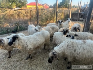 vand doua oi si doua miele turcane 