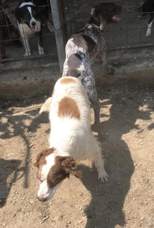 Catei de vanatoare din rasa brac german  - imagine 5