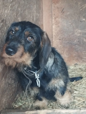 Ciini Teckel sarmosi - imagine 3