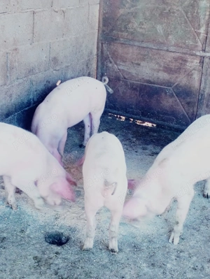 Porci de curte de vanzare in viu aprox 40 kg - imagine 2