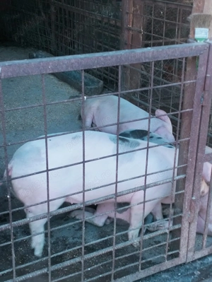 Porci de curte de vanzare in viu aprox 40 kg
