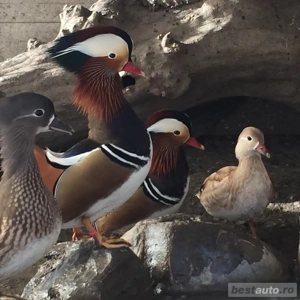 Rate mandarin - imagine 2 Rate mandarin - imagine 2