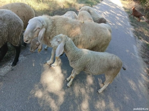 Se vinde un berbec de rasă 