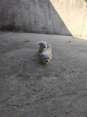 Două iubitoare căutăm familie asemenea nouă      - imagine 2