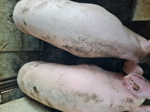 Disponibili porci - imagine 2