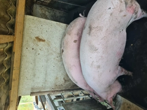 Disponibili porci - imagine 3