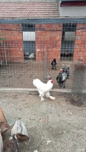 Găini si cocoși Brahma  - imagine 3 Găini si cocoși Brahma  - imagine 3