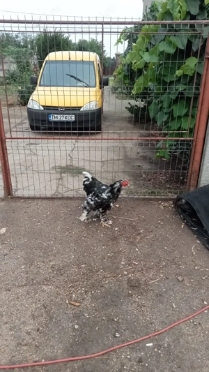 Găini si cocoși Brahma  - imagine 4 Găini si cocoși Brahma  - imagine 4