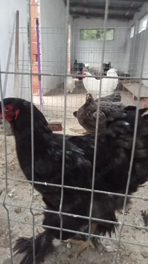 Găini si cocoși Brahma 
