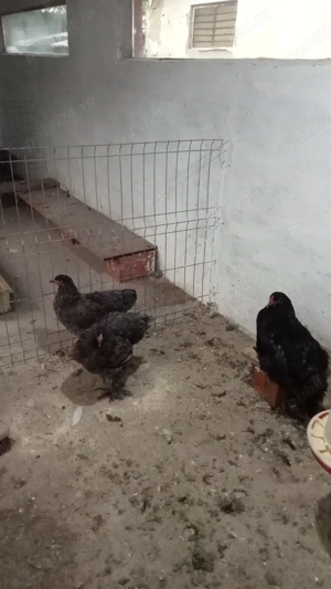 Găini si cocoși Brahma  - imagine 5 Găini si cocoși Brahma  - imagine 5