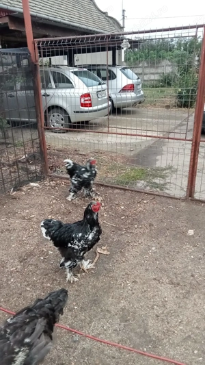 Găini si cocoși Brahma  - imagine 2 Găini si cocoși Brahma  - imagine 2