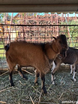 Țap monta  - imagine 5