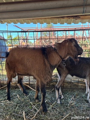 Țap monta  - imagine 3