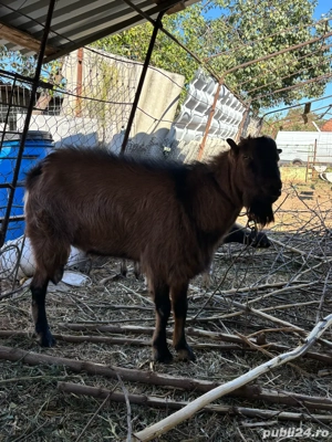 Țap monta  - imagine 4