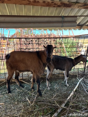 Țap monta  - imagine 2