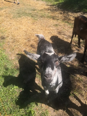 Vind trei iedute de anul acesta 