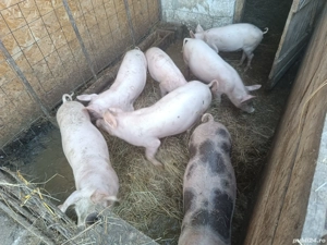 Purcei de vânzare  - imagine 2 Purcei de vânzare  - imagine 2