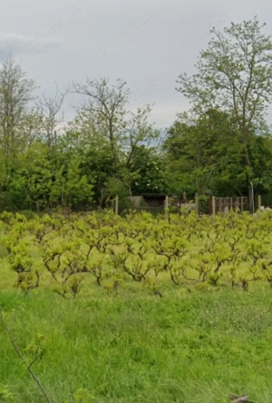 Casă de vânzare - Stefan Voda - imagine 2