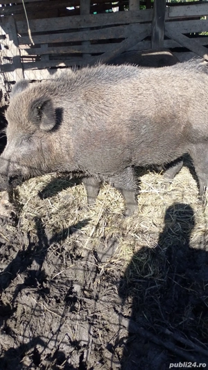 vând purcei de mistreț  - imagine 2  vând purcei de mistreț  - imagine 2