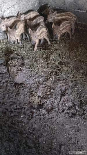 vând purcei de mistreț  - imagine 4  vând purcei de mistreț  - imagine 4