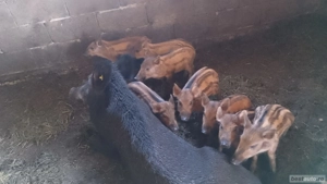vând purcei de mistreț  - imagine 3  vând purcei de mistreț  - imagine 3