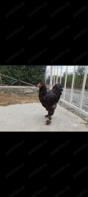 Vând cocoși brahma negru!