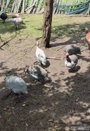 Disponibilii bibilici ( masculi)