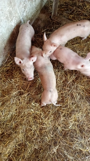 Metis Pietrain Duroc Landrace - imagine 4
