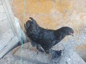 Vând pui brahma negru - imagine 2