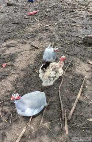 Disponibilii bibilici ( masculi) - imagine 2