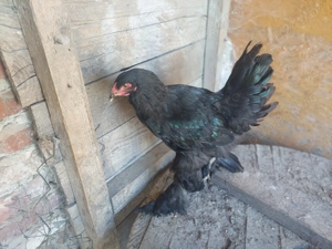 Vând pui brahma negru