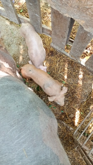 Metis Pietrain Duroc Landrace - imagine 2