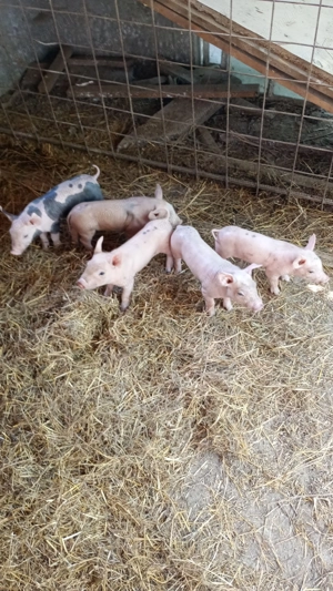 Metis Pietrain Duroc Landrace