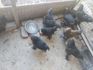 Vând pui brahma negru - imagine 3