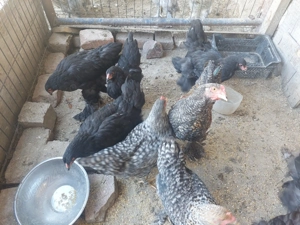 Vând pui brahma negru - imagine 5