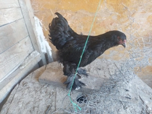 Vând pui brahma negru - imagine 4