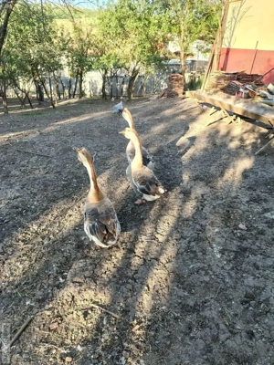 disponibilii gâscanii 