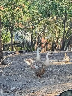 disponibilii gâscanii  - imagine 2