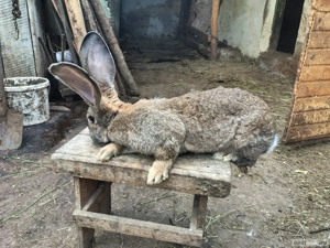 Disponibila femela urias german 