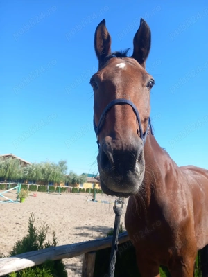 Cal echitație pentru copii - imagine 2