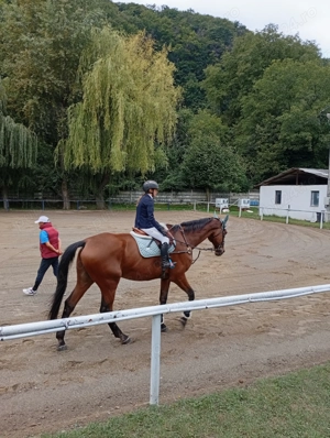 Cal echitație pentru copii - imagine 3